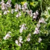 Salvia jamensis Magical® Donau Kolmadon - Weiße Blüten den ganzen Sommer