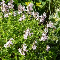 Salvia jamensis Magical® Donau Kolmadon - Weiße Blüten den ganzen Sommer
