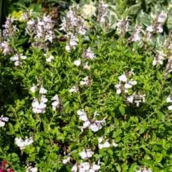 Salvia jamensis Magical® Donau Kolmadon - Weiße Blüten den ganzen Sommer