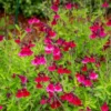 Salvia jamensis Magical® Zambesi - Fuchsia-Blüten den ganzen Sommer