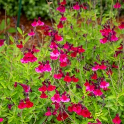 Salvia jamensis Magical® Zambesi - Fuchsia-Blüten den ganzen Sommer