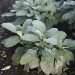 Salvia officinalis Berggarten - Riesige Blätter, wenig Pflege
