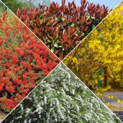 Sammlung Frühlingshecke (x 4) - Blühende Naturoasen