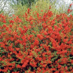 Sammlung Frühlingshecke (x 4) - Blühende Naturoasen