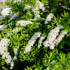 Sammlung Frühlingshecke (x 4) - Blühende Naturoasen
