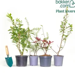Sammlung Frühlingshecke (x 4) - Blühende Naturoasen