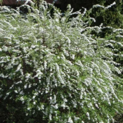 Sammlung Frühlingshecke (x 4) - Blühende Naturoasen