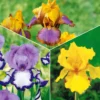 Sammlung von Garten-Iris: Lasso, Bordure, Sangreal. (x6) - Bart-Iris, vielfältige Farben