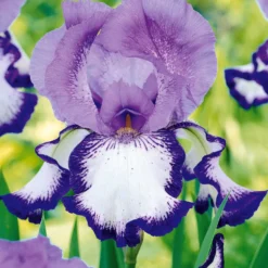 Sammlung von Garten-Iris: Lasso, Bordure, Sangreal. (x6) - Bart-Iris, vielfältige Farben