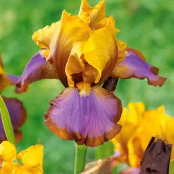 Sammlung von Garten-Iris: Lasso, Bordure, Sangreal. (x6) - Bart-Iris, vielfältige Farben