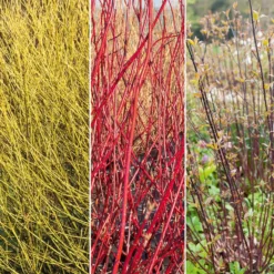 Sammlung von Hartriegel: gelb, schwarz, rot. (x3) - Winterkollektion, bunte Zweige