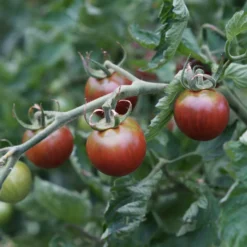 Sammlung von Kirschtomaten - Kleine Früchte für sommerliche Vorspeisen