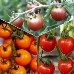 Sammlung von Kirschtomaten - Kleine Früchte für sommerliche Vorspeisen