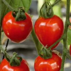 Sammlung von Kirschtomaten - Kleine Früchte für sommerliche Vorspeisen