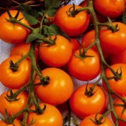 Sammlung von Kirschtomaten - Kleine Früchte für sommerliche Vorspeisen