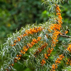 Sanddorn - Orange Vitaminbombe im Garten