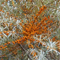 Sanddorn - Orange Vitaminbombe im Garten