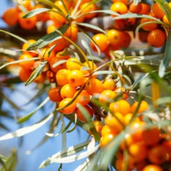 Sanddorn - Orange Vitaminbombe im Garten