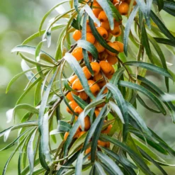 Sanddorn - Orange Vitaminbombe im Garten