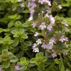 Sand-Thymian - Duftteppich in Rosa