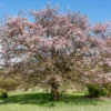 Sargent-Kirsche - Rosa Blüten und Feuerlaub