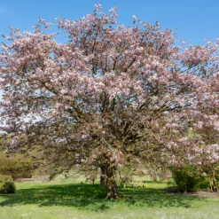 Sargent-Kirsche - Rosa Blüten und Feuerlaub