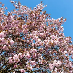 Sargent-Kirsche - Rosa Blüten und Feuerlaub