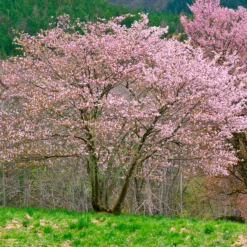 Sargent-Kirsche - Rosa Blüten und Feuerlaub