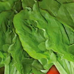 Sauerampfer ‘Green de Belleville’ - Frisch geerntet, fein säuerlich