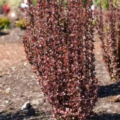 Sauerdorn Helmond Pillar - Rote Farbsäule im Garten