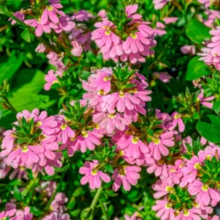 Scaevola aemula Baby Pink Touch - Sanftes Rosa den ganzen Sommer