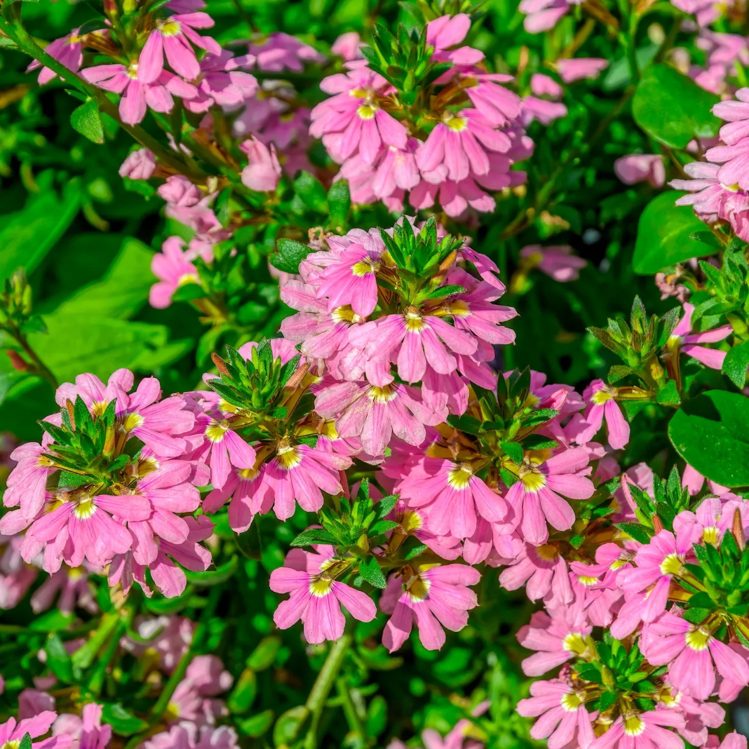 Scaevola aemula Baby Pink Touch - Sanftes Rosa den ganzen Sommer