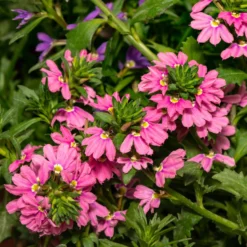 Scaevola aemula Baby Pink Touch - Sanftes Rosa den ganzen Sommer