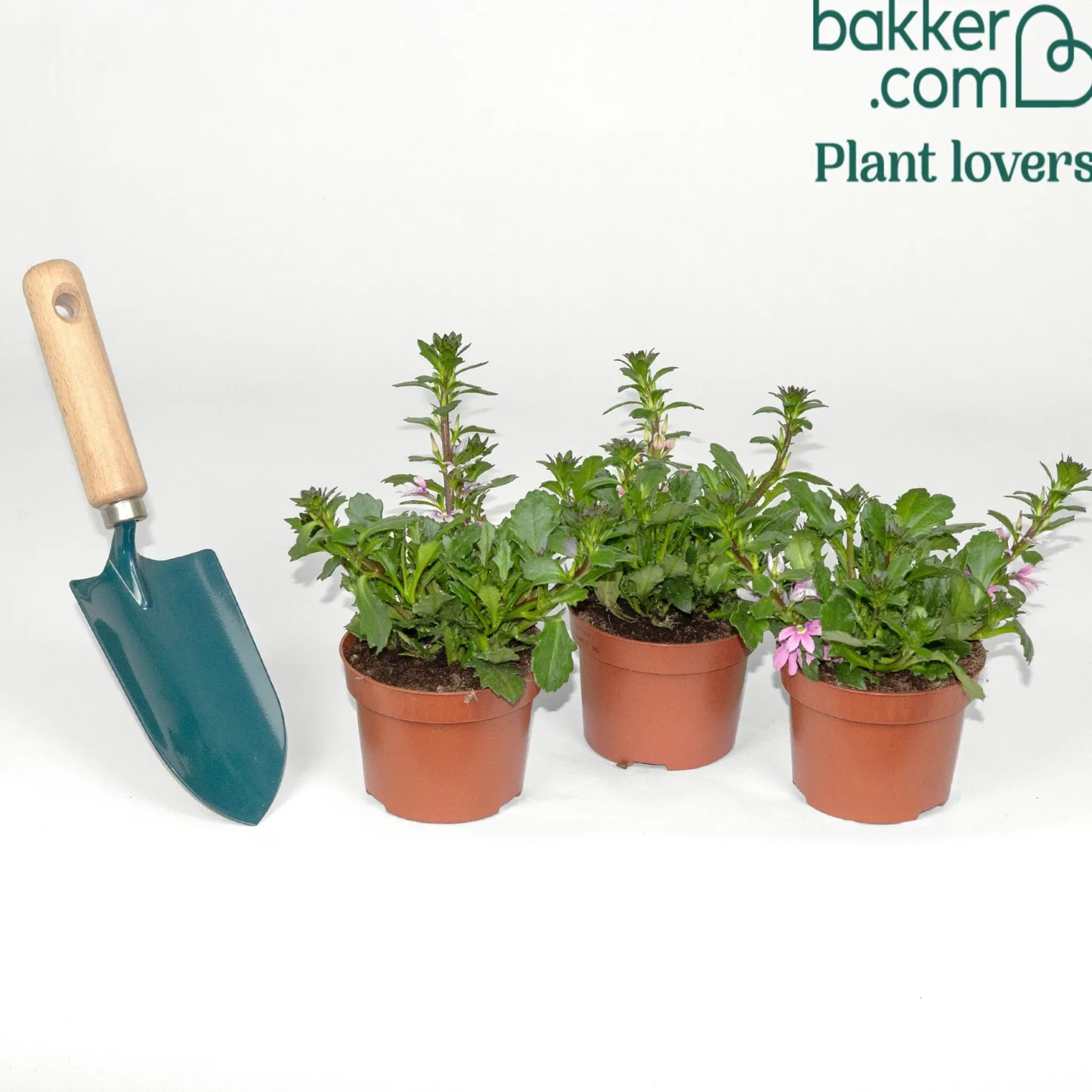 Scaevola aemula Baby Pink Touch - Sanftes Rosa den ganzen Sommer