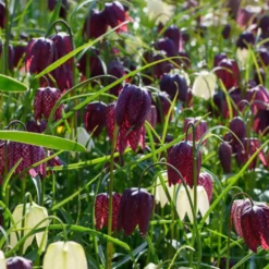 Schachblumen Mischung (x30) - Karomuster im Frühlingsbeet