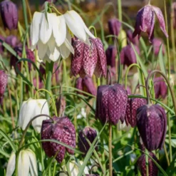 Schachblumen Mischung (x30) - Karomuster im Frühlingsbeet