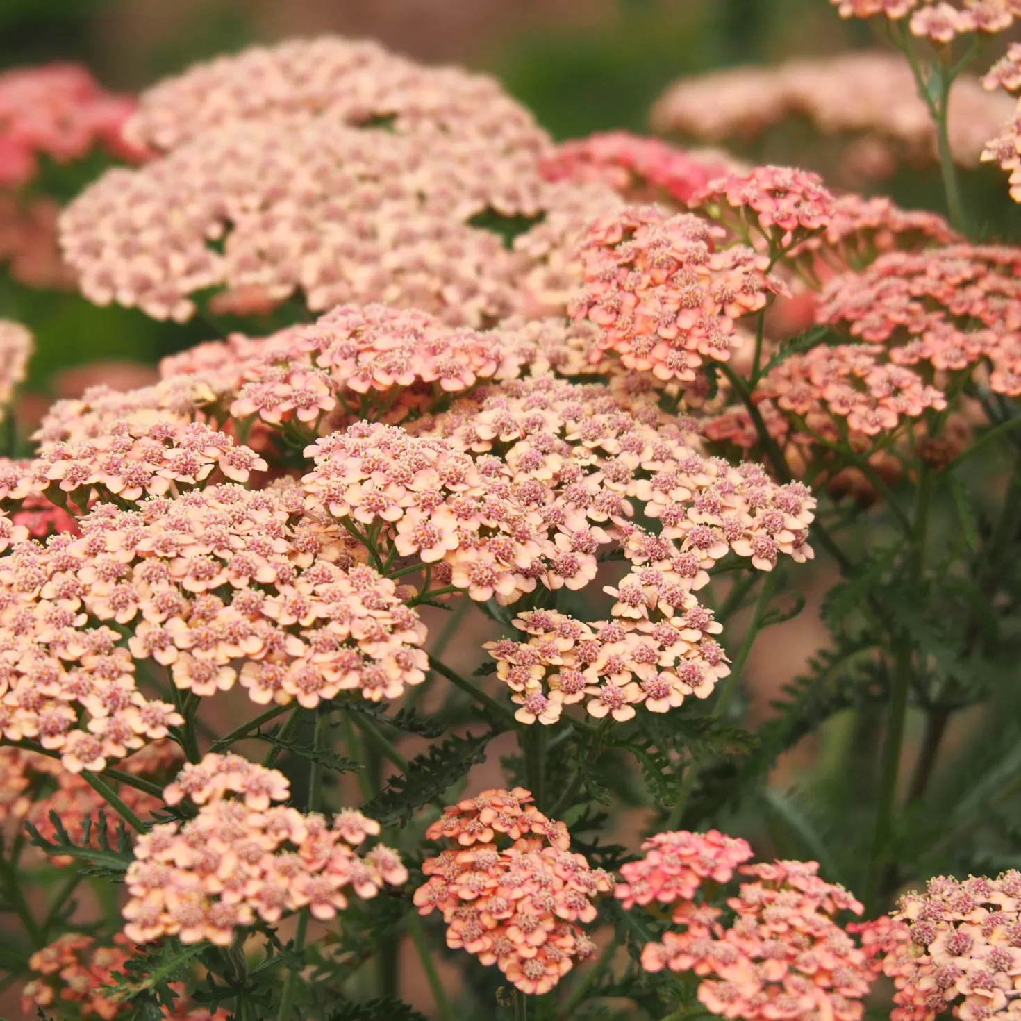 Schafgarbe ‘Apricot Delight’ - Aprikosenfarben, robust, bienenlieb