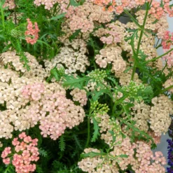 Schafgarbe ‘Apricot Delight’ - Aprikosenfarben, robust, bienenlieb