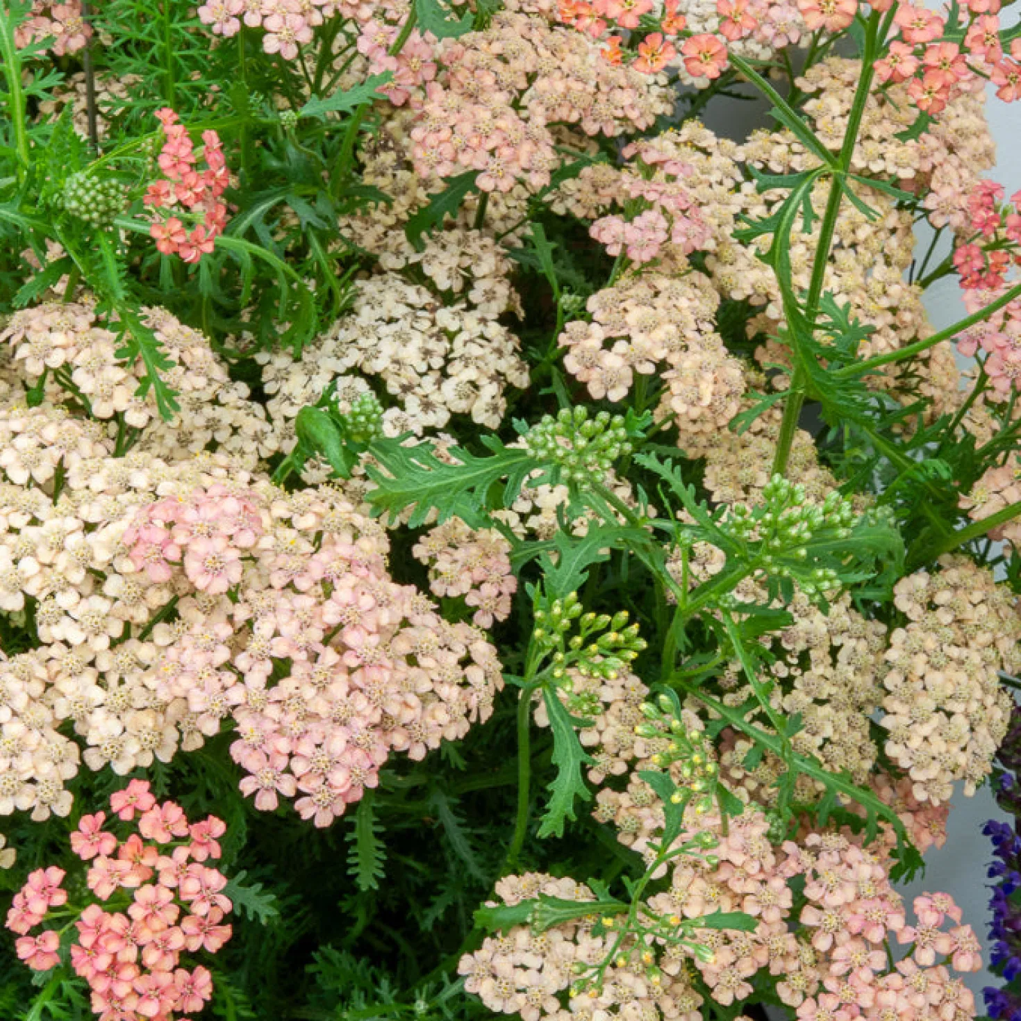 Schafgarbe ‘Apricot Delight’ - Aprikosenfarben, robust, bienenlieb