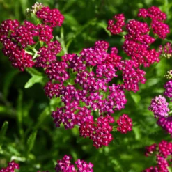 Schafgarbe ‘Cerise Queen’ - Kirschrote Blüten den ganzen Sommer