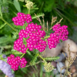Schafgarbe ‘Cerise Queen’ - Kirschrote Blüten den ganzen Sommer