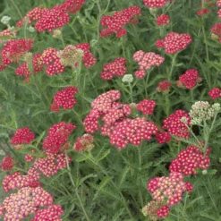 Schafgarbe ‘Cerise Queen’ - Kirschrote Blüten den ganzen Sommer
