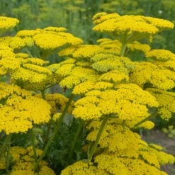 Schafgarbe ‘Cloth of Gold’ - Goldene Blüten den Sommer lang