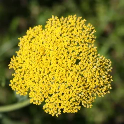 Schafgarbe ‘Cloth of Gold’ - Goldene Blüten den Sommer lang