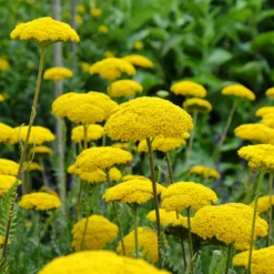 Schafgarbe ‘Cloth of Gold’ - Goldene Blüten den Sommer lang