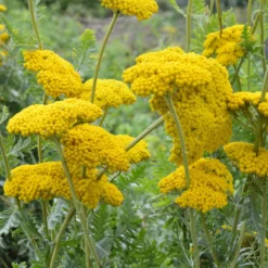 Schafgarbe ‘Cloth of Gold’ - Goldene Blüten den Sommer lang
