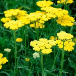 Schafgarbe Coronation Gold - Goldgelb den ganzen Sommer