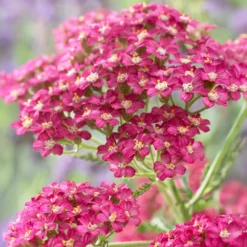 Schafgarbe Excel - Rote Blüten den ganzen Sommer