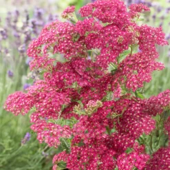 Schafgarbe Excel - Rote Blüten den ganzen Sommer