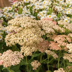 Schafgarbe Lachsschönheit - Zartrosa Blüten den ganzen Sommer